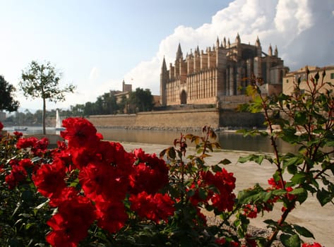 Red roses in front of La Seu in Palma,Mallorca