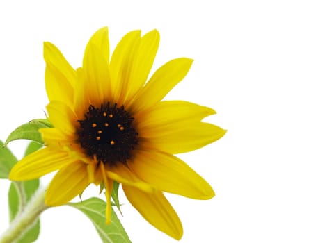 Young Sunflower