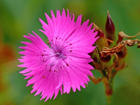 Dianthus seguieri,also: Dianthus silvaticus: The reddish-violet to pink-coloured,toothed and dotted petals are larger than those of the similar Carthusian carnation (Dianthus carthusianorum)
