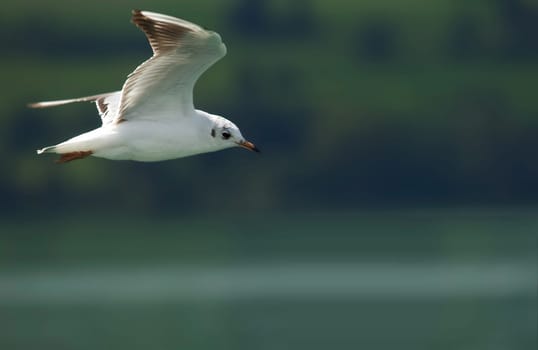 Fly Seagull Fly