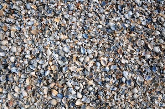 Mussels