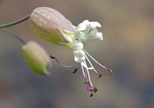 In the past,soapy water was boiled from the roots of the inflated gluewort. This meadow plant is a valuable source of food for moths.
