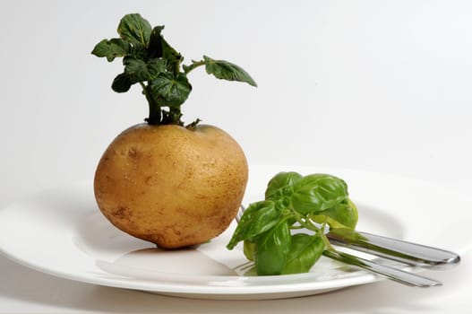 Fresh potato