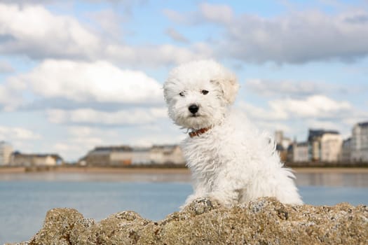Puppy on the rocks