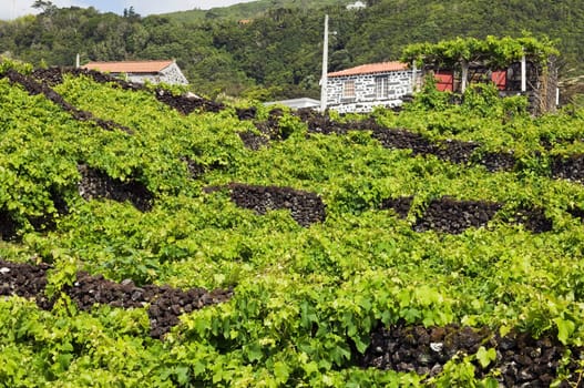 Vineyars of Pico Island, Azores