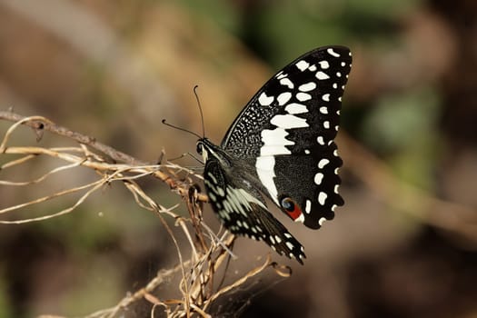 Citrus Swallowtail (Papilio demodocus