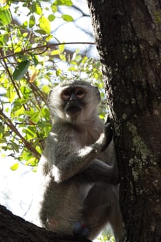 Southern vervet monkey