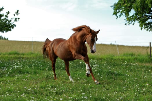 Gallop