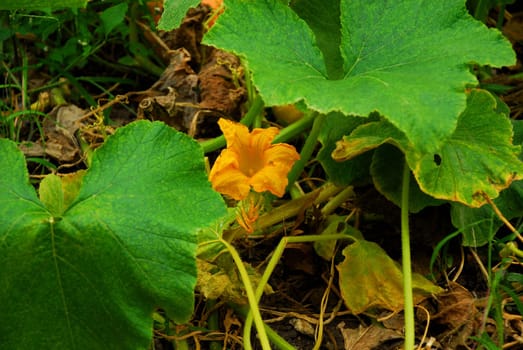 Bell-shaped pumpkin blossom