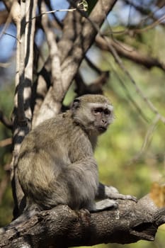 Southern vervet monkey (Cercopithecus pygerythrus) in the Okavango Delta,Botswana