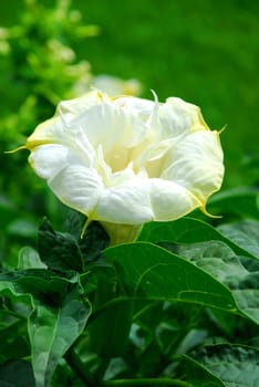 Datura Blossom