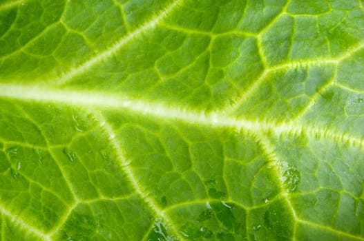 a photo macro of leaf green lettuce and