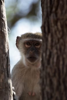 Southern vervet monkey (Cercopithecus pygerythrus) in the Okavango Delta,Botswana