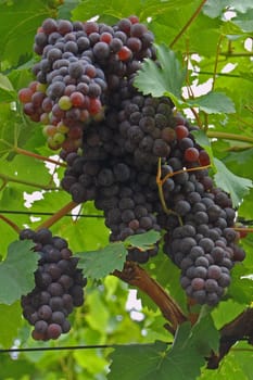 Red wine grapes
