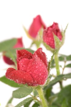 Little Rose