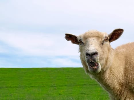 Wild Sheep