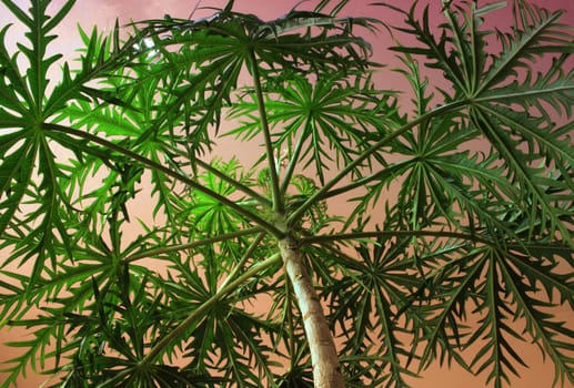 Canopy