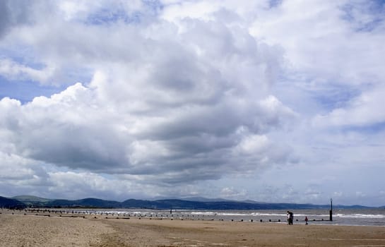 beach palms