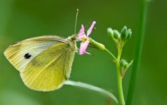 Butterfly Dream