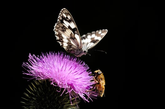 Checkerboard Butterfly
