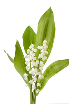 Cut flowers