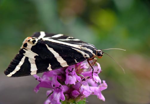 Euplagia quadripunctaria / Callimorpha quadripunctaria / Russian bear / Spanish flag / Jersey tiger - a moth of the family Arctiidae.