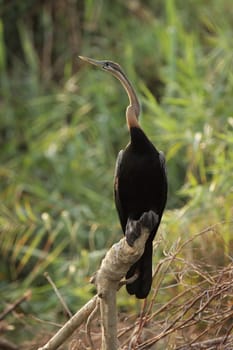 African Snake-necked Bird