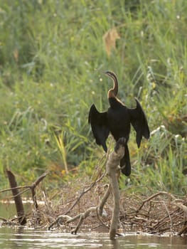 African Snake-necked Bird