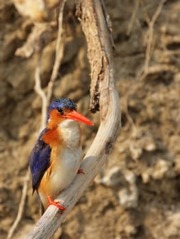 Malachite Kingfisher (Alcedo cristata)