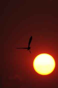 Heron flies into the sunset over the Okavango River in Botswana