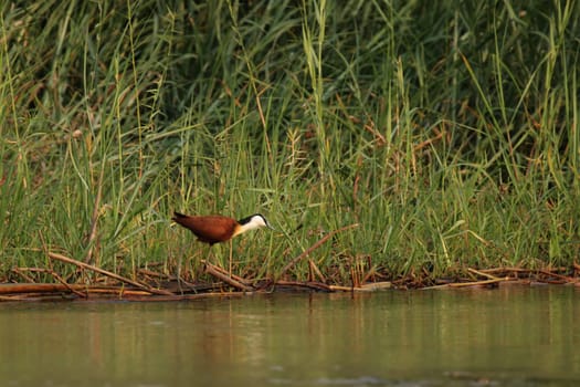 Blue-fronted Leaf Chicken (Actophilornis africana)
