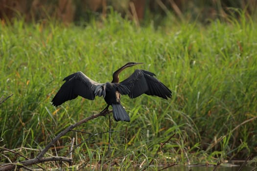 African Snake-necked Bird