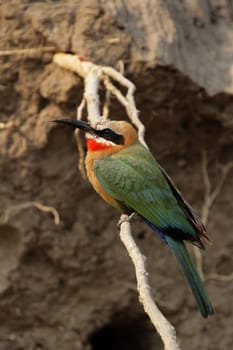 White-fronted bee-eater (Merops bullockoides) in the Okavango Delta,Botswana