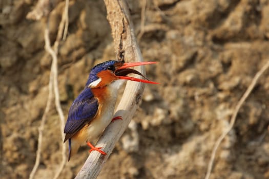 Malachite Kingfisher (Alcedo cristata)