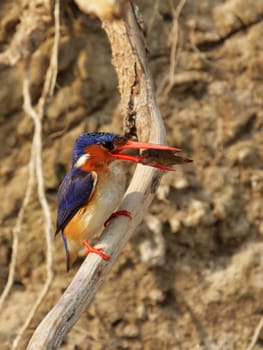 Malachite kingfisher (Alcedo cristata) with captured fish in the Okavango Delta,Botswana