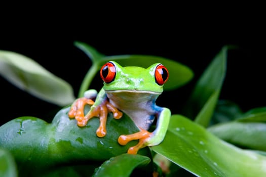 frog in plant isolated on black