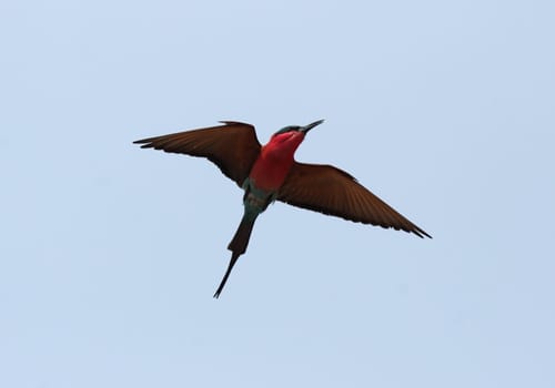 Scarlet spider (Merops nubicoides)