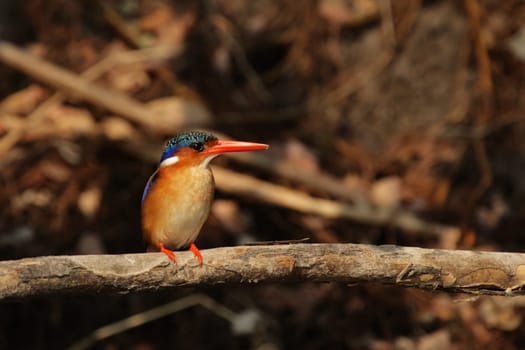 Malachite Kingfisher (Alcedo cristata)