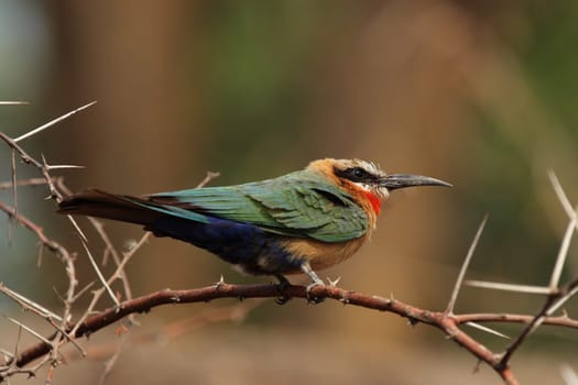 White-fronted bee-eater (Merops bullockoides)