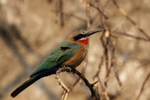 White-fronted bee-eaters