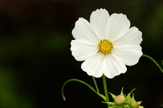 JEWELRY BASKET,Cosmea,Flower
