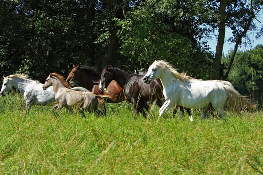 Herd of horses