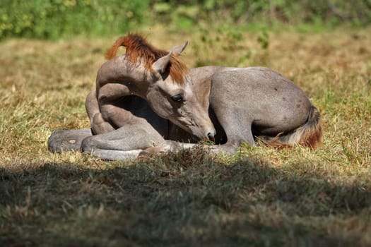Riding pony foals