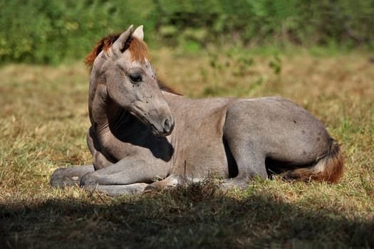 Riding pony foals