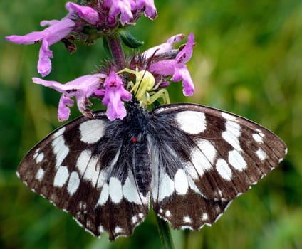 The variable crab spider (Misumena vatia) has captured a checkerboard butterfly (Melanargia galathea).