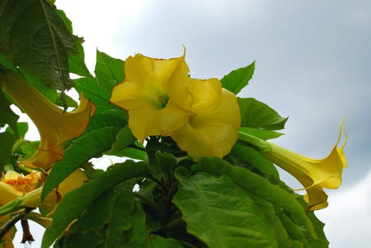 Angel's trumpets