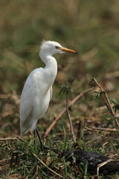 Medium heron (Ardea intermedia)