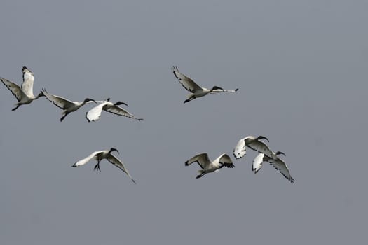 Sacred ibises (Threskiornis aethiopicus)