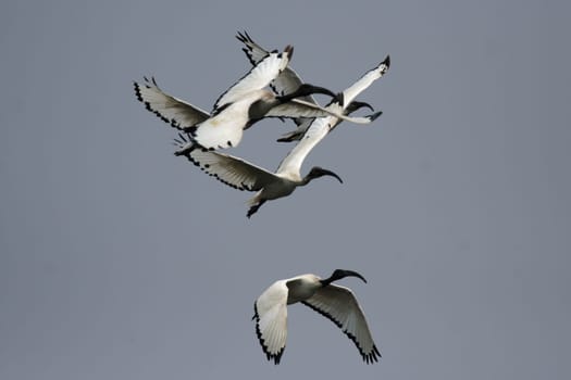 Threskiornis aethiopicus