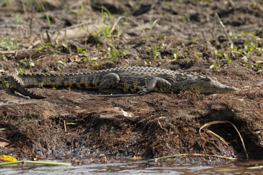 Nile crocodile (Crocodylus niloticus)